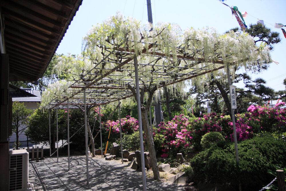 藤沢市花の木エリア